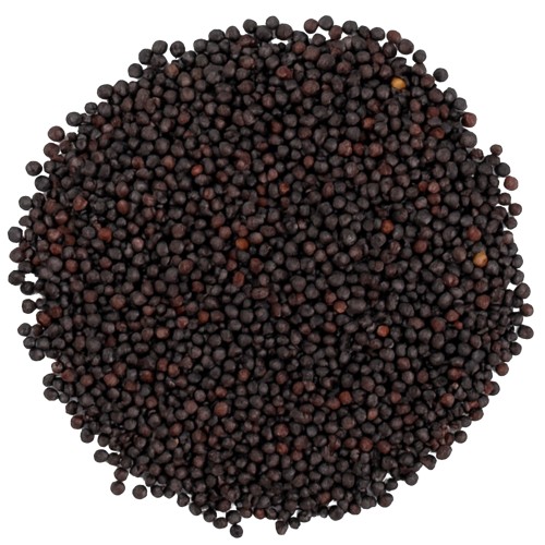 Gorczyca czarna ziarno